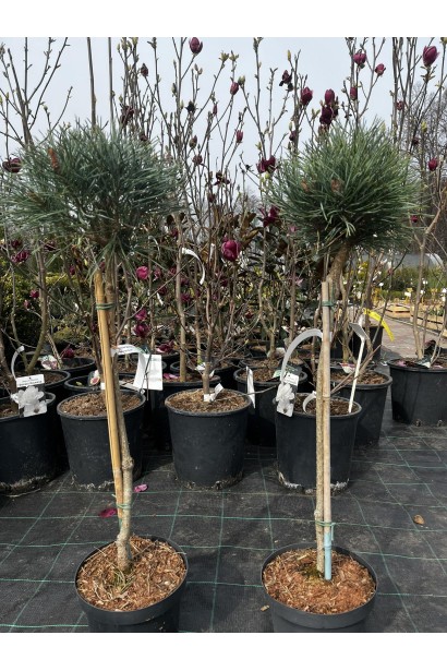 Сосна Чантрі Блю відгуки